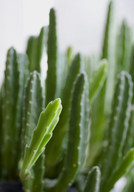 Stapelia grandiflora, Asclepiadaceae