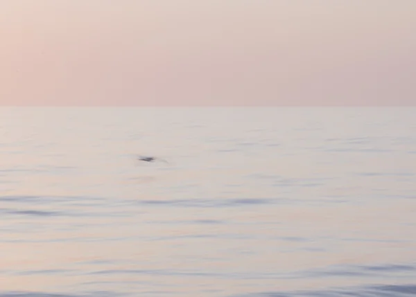 Havet vid solnedgången med Seagull — Stockfoto