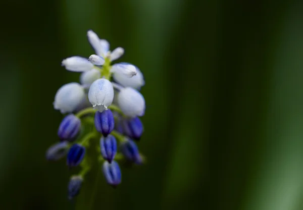 The background of spring flowers Muscari Stock Picture