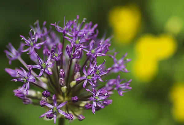 Close-up de florescer cebola ornamental roxa — Fotografia de Stock