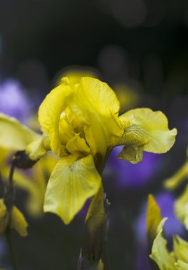 çiçekli bahar - sarı süsen  