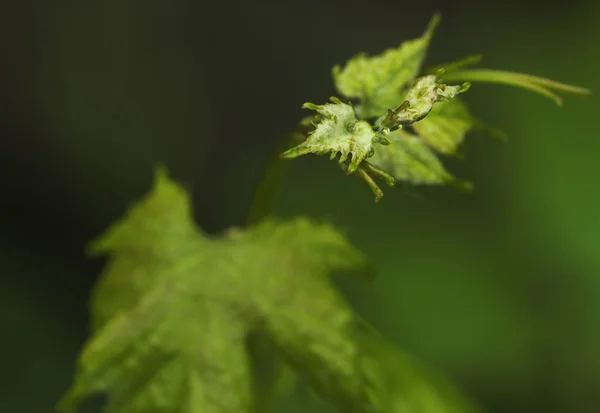 Grape branch with young leaflets — Stock Photo, Image