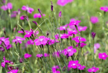 Makro Dianthus deltoides  