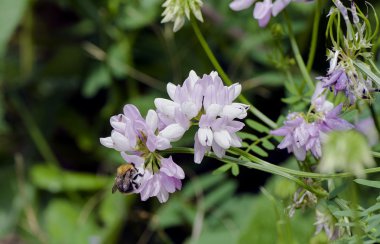 yaban-arısı bir çiçek - çiçek açan gelincik nektar toplar  