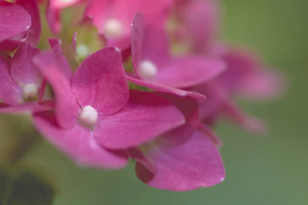 Die einzelnen Blüten Makro rosa Blüten — Stockfoto