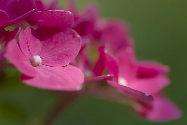 Die einzelnen Blüten Makro rosa Blüten — Stockfoto