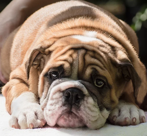 Triste cachorro inglés bulldog — Foto de Stock