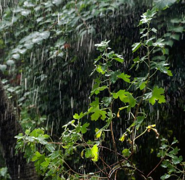 yağmur altında Bahçe 