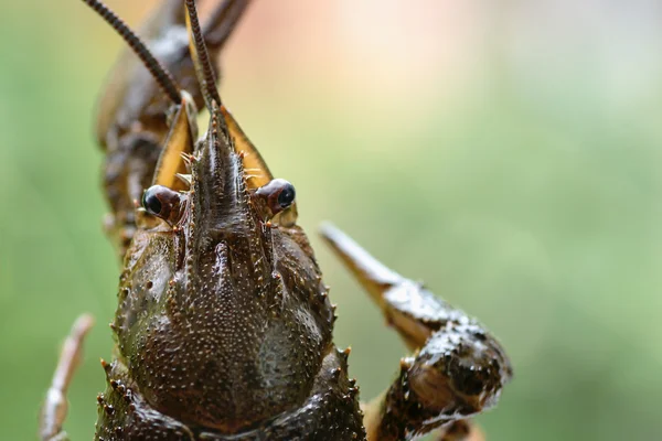 Gliederfüßer Krebstiere Krebs die Ansicht — Stockfoto