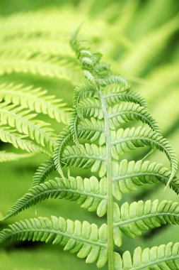 Genç eğreltiotu yaprakları makro