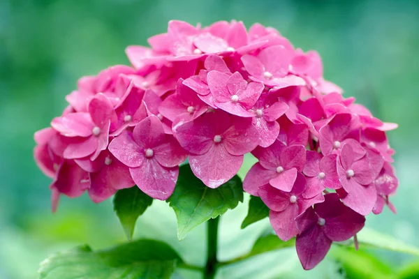 Makro-rosa Blüten der Hortensie grandiflora — Stockfoto