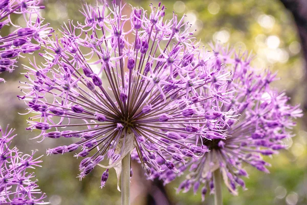 Purple colour decorative onions — Stock Photo, Image