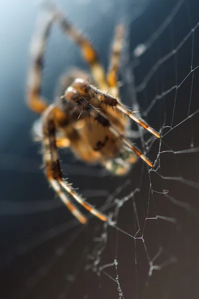 The web on which the spider Royalty Free Stock Images