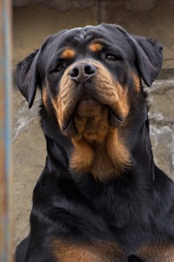köpek doğurmak Rottweiler clous
