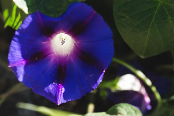연감 나팔꽃-선택적 초점 식물 — 스톡 사진