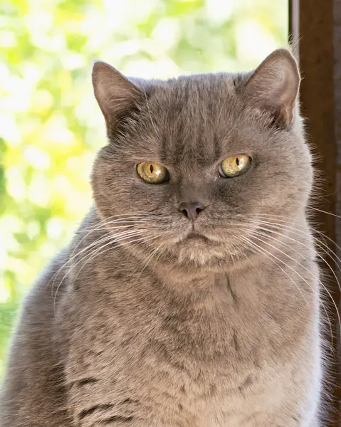 Viktig ansikt som grå katt – stockfoto