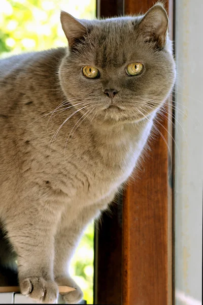 Gray cat close-up important face — Stock Photo, Image