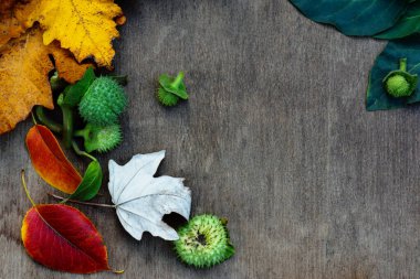 Sancak sonbahar yaprakları parlak kırmızı, sarı ve turuncu renkler akçaağaç, kavak, yabani tohumu koyu arkaplanda izole edilmiş tohumlar.