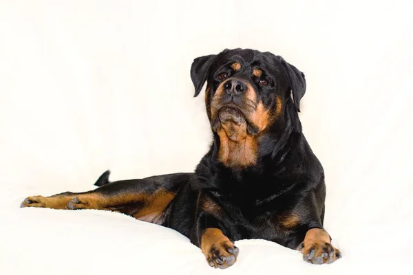 Ράτσα σκύλου rottweiler closeup πορτρέτο σε ένα ελαφρύ φόντο, έννοια της προστασίας, στερεότητα, σοβαρότητα.Ξαπλωμένη, κοιτάζει προς τα πάνω, — Φωτογραφία Αρχείου