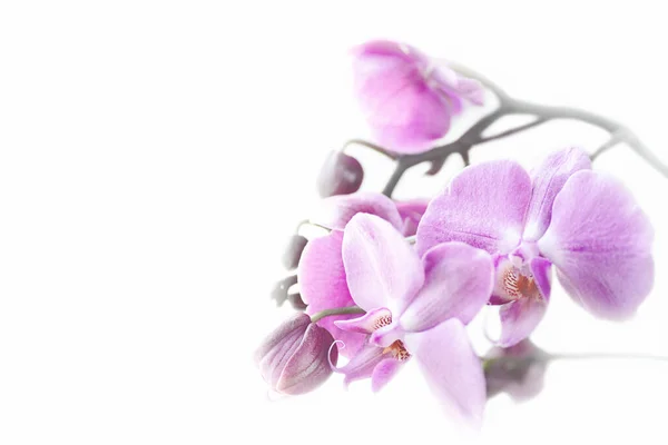 ピンク・ファラエンシス冬か春の蘭の花白い背景に隔離された熱帯の庭. — ストック写真