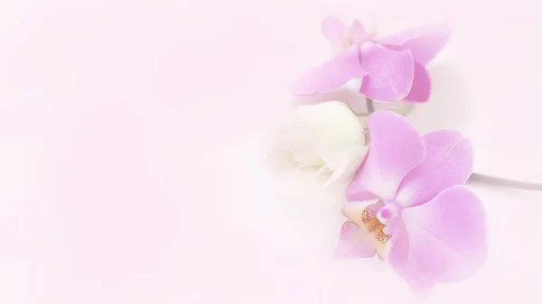 Hermosa rama de orquídeas rosadas y rosa blanca aislada — Foto de Stock
