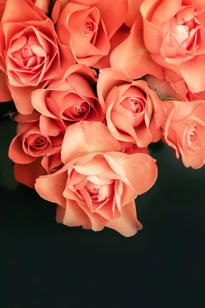 Rosas escarlata borde sobre fondo oscuro con lugar para el texto — Foto de Stock