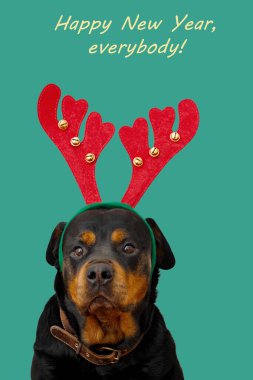 Noel ve Yeni Yıl kartı. Kırmızı boynuzları olan geyik kostümlü komik köpek rottweiler 'ı ve tebrik mesajları.