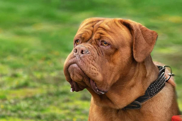 Adulte chien rouge race Dogue de Bordeaux gros plan portrait sur un fond vert isole — Photo