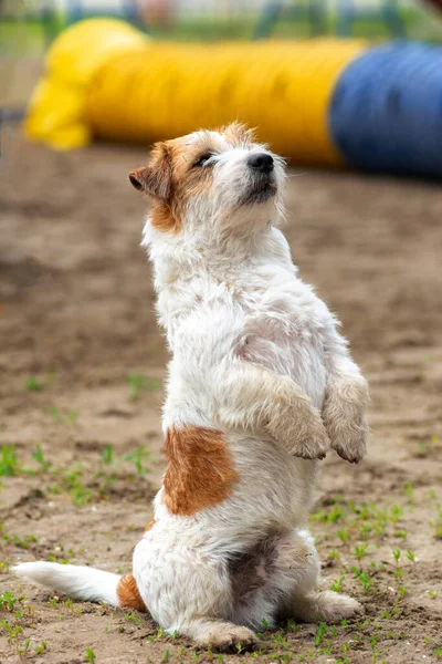 Adulto Alambre Pelo Jack Russell Terrier Blanco Rojo Color Sienta — Foto de Stock