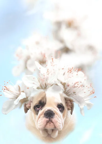 Contemporary art collage dog breed english bulldog puppy decorated with spring flowers