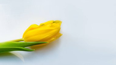 Pankart biçiminde beyaz arkaplanda bir sarı lale
