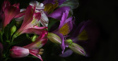 Alstroemeria sancak çiçekleri biçiminde koyu tonlarda doğal arkaplan