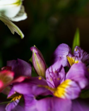 Bulanık koyu tonlarda doğal arka plan Alstroemeria çiçeklerinin seçici odak noktası