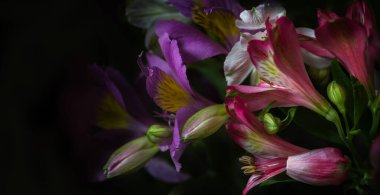 Sancak biçiminde bulanık koyu tonlardaki doğal arkaplan Alstroemeria çiçeklerinin seçici odak noktası