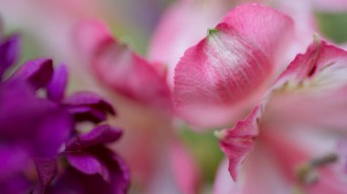 Alstroemeria çiçekli bulanık bir ışık tonunda doğal arkaplan