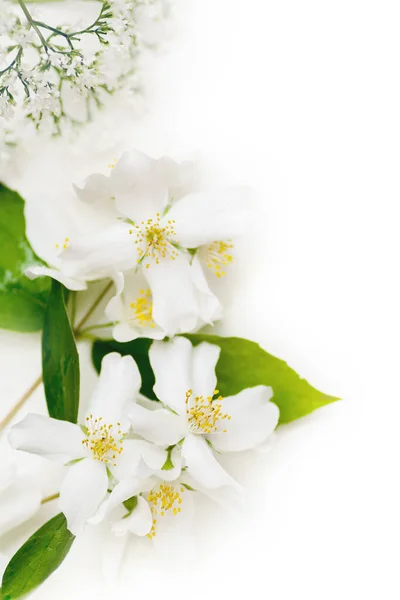White isolated background with jasmine and valerian flowers — Photo