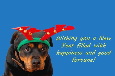 Noel ve Yeni Yıl kartı. Kırmızı boynuzları olan geyik kostümlü komik köpek rottweiler 'ı ve tebrik mesajları.