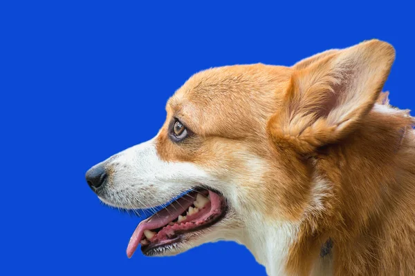 Glimlachende Roodharige Corgi Hond Ras Halfgezicht Lichtblauwe Achtergrond Portret Close — Stockfoto
