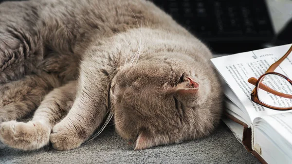 Γκρι γάτα κοιμάται δίπλα σε ένα ανοιχτό βιβλίο και γυαλιά. την έννοια της ηρεμίας και της χαλάρωσης — Φωτογραφία Αρχείου