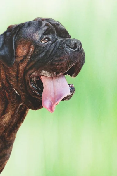 Nahaufnahme Porträt eines erwachsenen dunklen Tiger English Mastiff im Profil, der nach oben schaut und seine Zunge auf grünem Hintergrund ausstreckt — Stockfoto