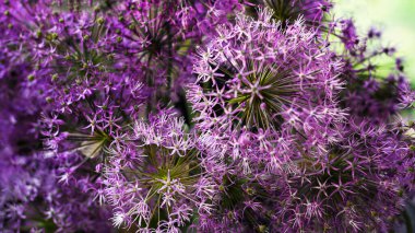 Bir buket çiçek açan mor-leylak renginde soğan cam bir vazoda seçici odak.