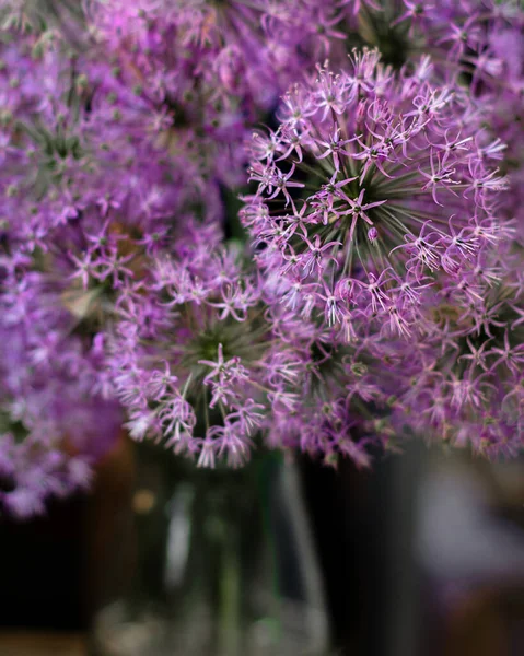 Bouquet d'oignons décoratifs fleuris de couleur lilas-violet gros plan mise au point sélective dans un vase en verre — Photo