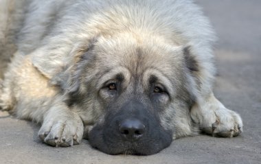 Kafkas çoban köpeği - portre