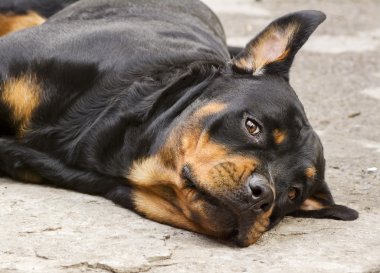doğurmak bir Rottweiler köpek dikkatli görünüyor