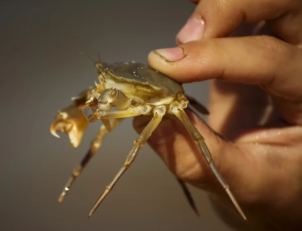Krabbe in den Händen — Stockfoto