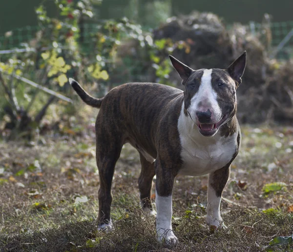 犬の品種・ ブル ・ テリア — ストック写真