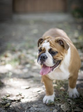 Kırmızı ve beyaz İngilizce bulldog köpek yavrusu