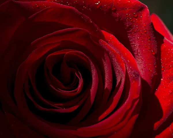 Czerwona róża z rosy krople makro — Zdjęcie stockowe