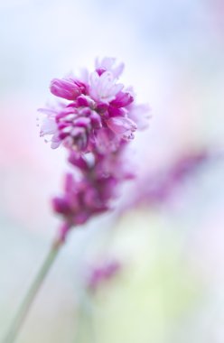 Amaranth bulanıklık arka plan çiçekler