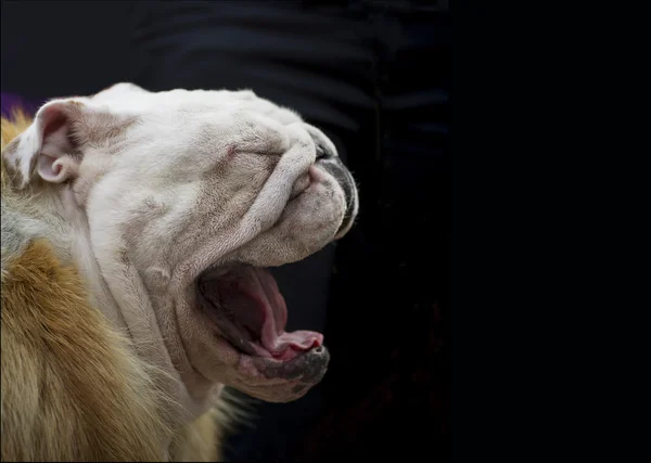 Karanlık bir arka plan üzerinde İngilizce bulldog — Stok fotoğraf